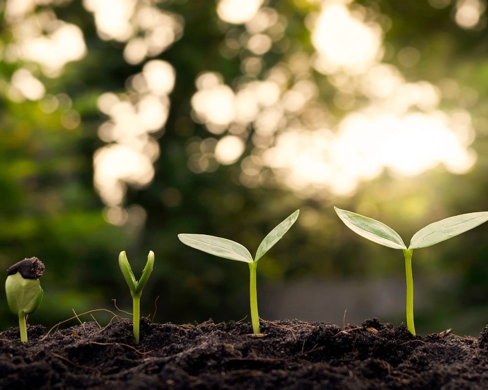 Quatro fases de crescimento de uma planta (rebentos) a emergir da terra escura. A luz do sol brilha através das árvores no fundo.